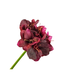 Amaryllis Bordeaux FL440004BUR