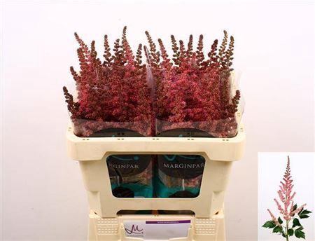 <h4>Astil C Vi Pink</h4>