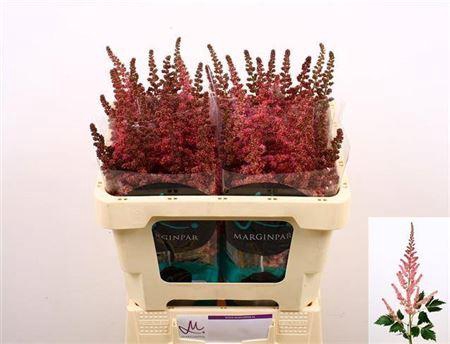 <h4>Astil C Vi Pink</h4>