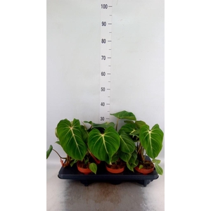 Philodendron gloriosum