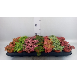 Fittonia   ...mix 7
