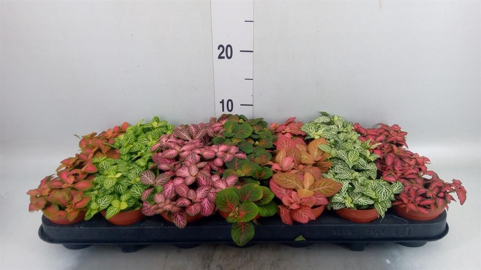 <h4>Fittonia   ...mix 7</h4>