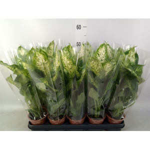 Dieffenbachia  'Compacta'