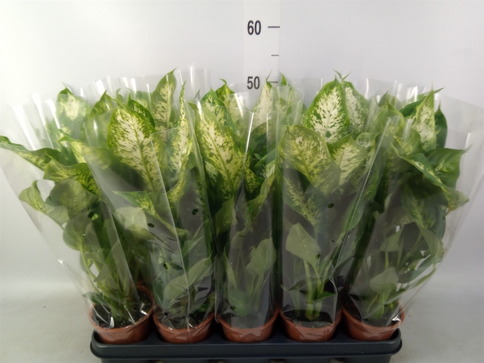 <h4>Dieffenbachia  'Compacta'</h4>