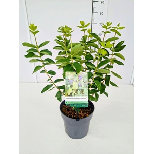 Lonicera