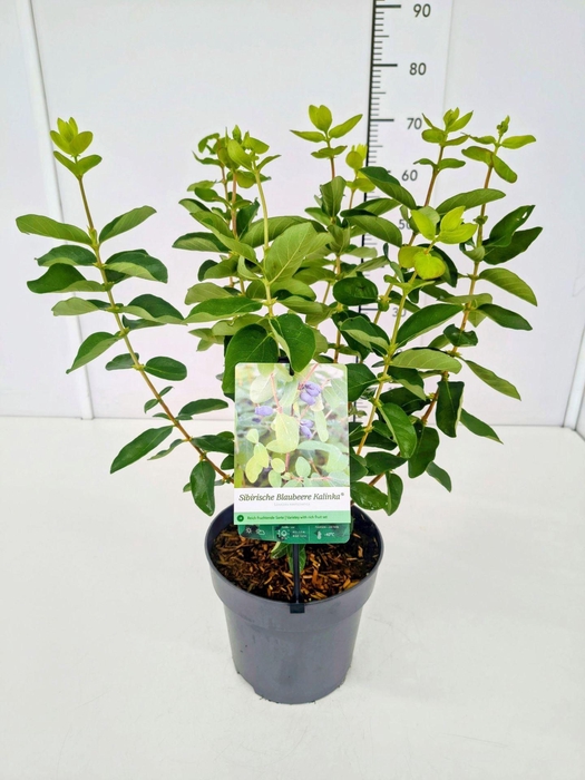 <h4>Lonicera</h4>