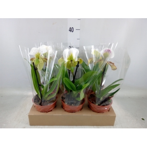 Paphiopedilum american hybride mix