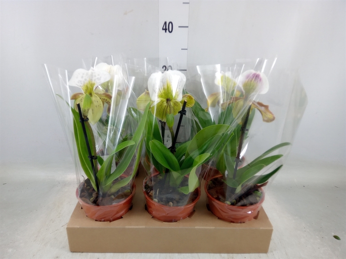 <h4>Paphiopedilum american hybride mix</h4>