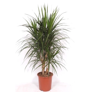 Dracaena marginata
