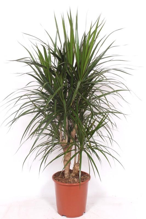 <h4>Dracaena marginata</h4>