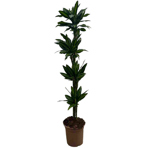 Dracaena overig