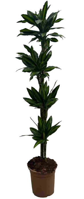 <h4>Dracaena overig</h4>