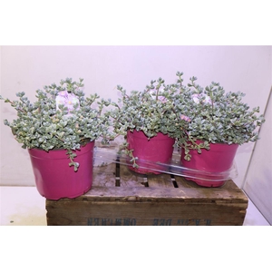 Lampranthus Roseus
