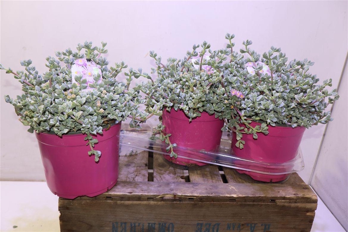 <h4>Lampranthus Roseus</h4>