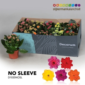 Kalanchoe No Sleeve - 5 colors mix