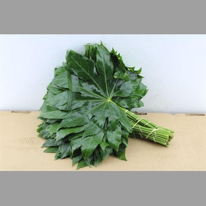 Aralia 50 Cm South Africa