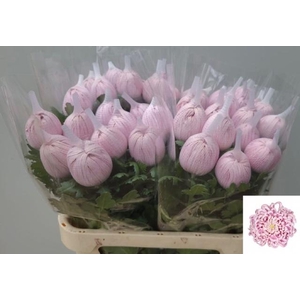 CHR G VIENNA PINK