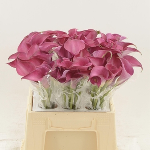 Calla Pink Jewel
