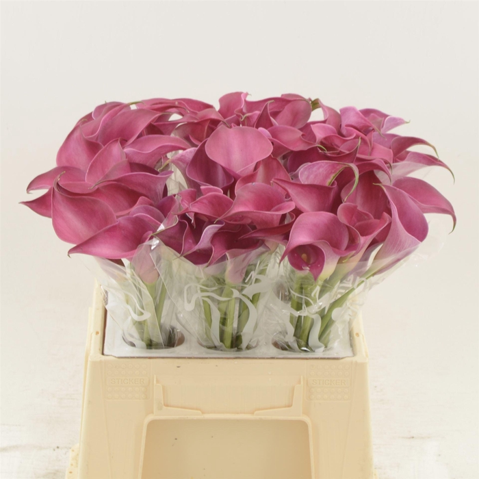 <h4>Calla Pink Jewel</h4>