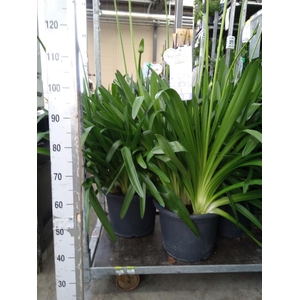 Agapanthus  'Big Blue'