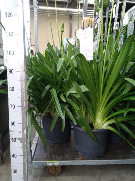 <h4>Agapanthus  'Big Blue'</h4>