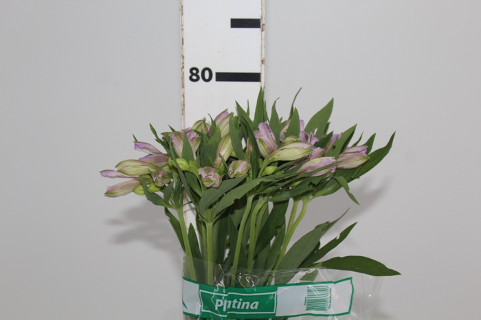 <h4>ALSTROEMERIA PLATINA 080 CM</h4>