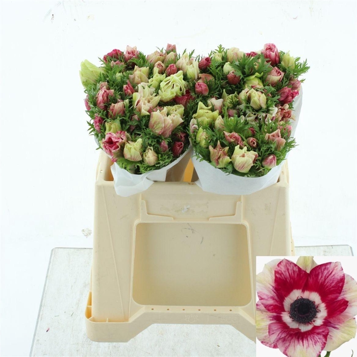 <h4>ANEM CO MIS + TIGRE</h4>