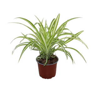 Chlorophytum Variegatum