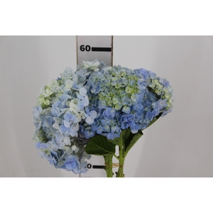 HORTENSIA 060 CM AZUL