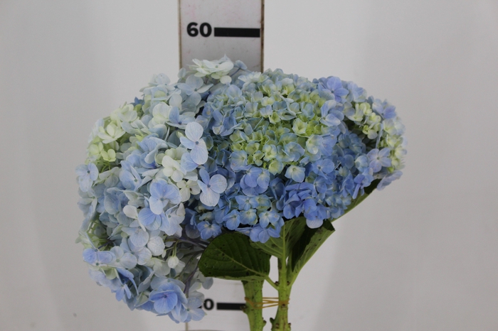 <h4>HORTENSIA 060 CM AZUL</h4>