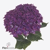 Hydrangea my mon amour purple