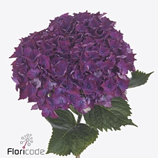 Hydrangea my mon amour purple