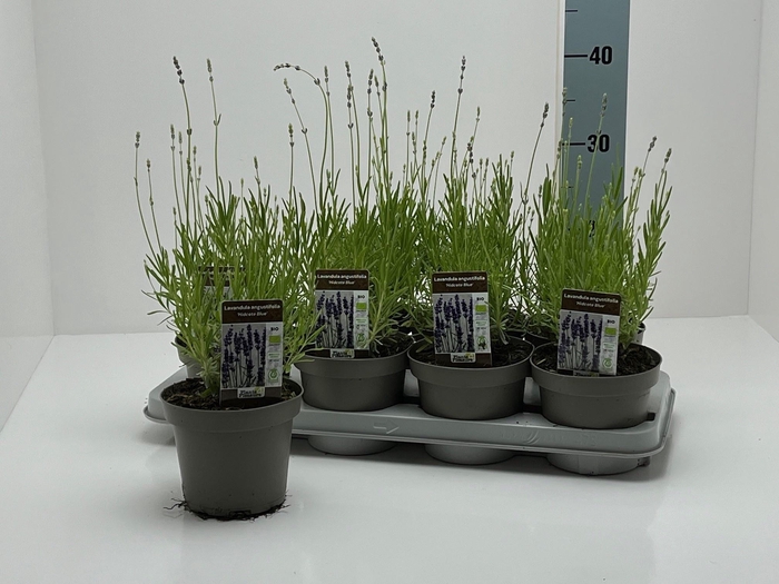 <h4>LAVAN AN HIDCOTE</h4>