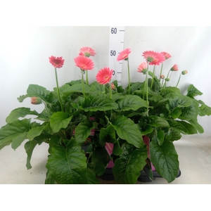 Gerbera  'Garvinea Sweet Heart'