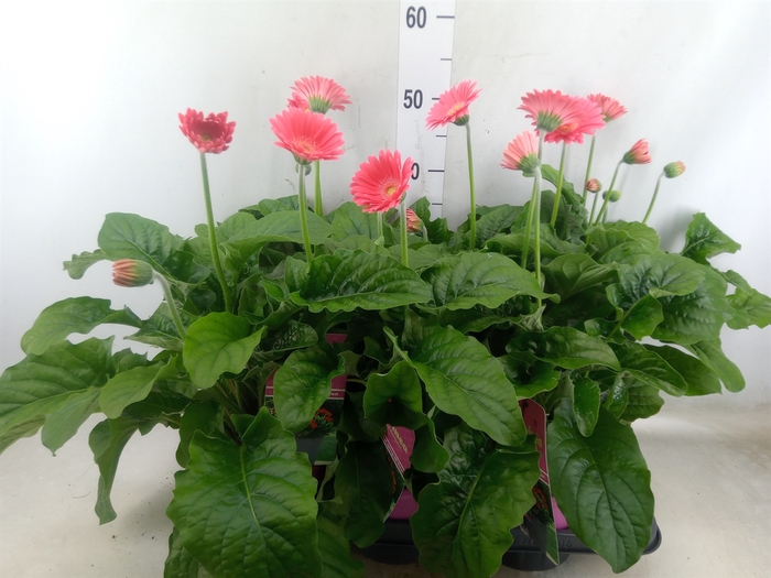 <h4>Gerbera  'Garvinea Sweet Heart'</h4>