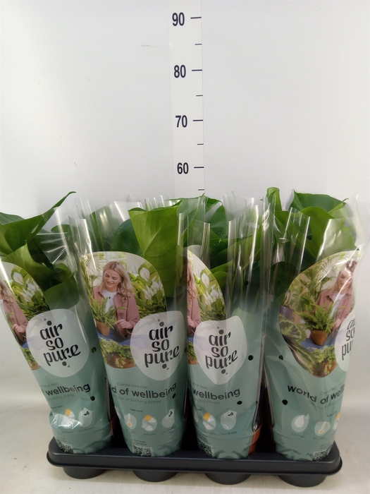 <h4>Monstera delic.</h4>