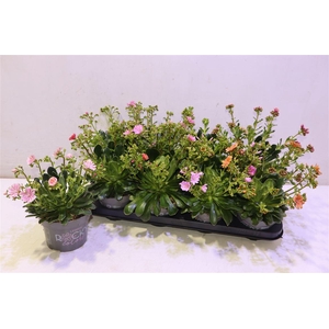 Lewi Rocky Color Gem