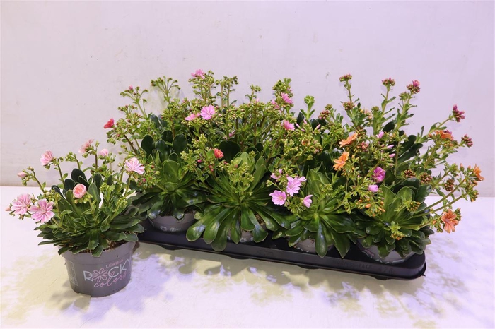 <h4>Lewi Rocky Color Gem</h4>