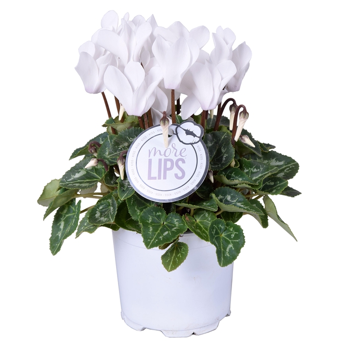 <h4>MoreLIPS® Cyclamen wit</h4>