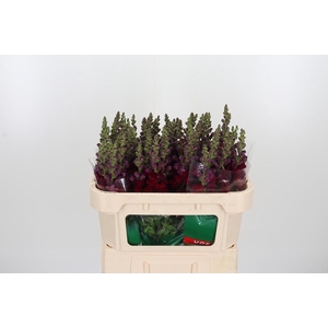 Antirrhinum M Red