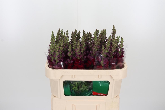<h4>Antirrhinum M Red</h4>