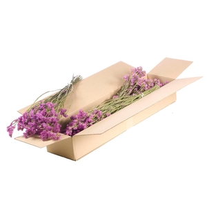 Statice Sinuata Sb Natural Pink