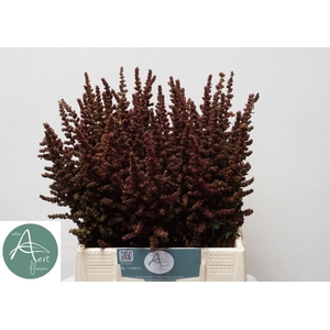 ASTIL AUTUMN GLOW