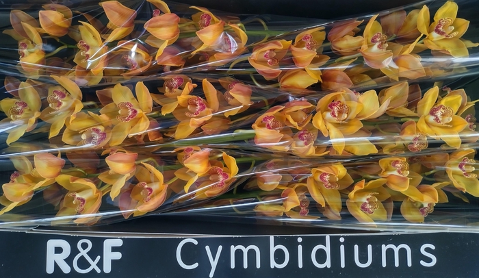 <h4>CYMB T ESTHER</h4>