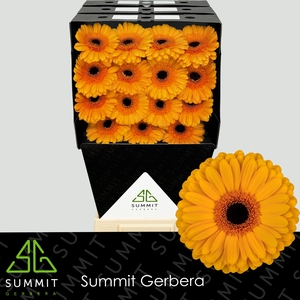 Gerbera Oaklyn Diamond