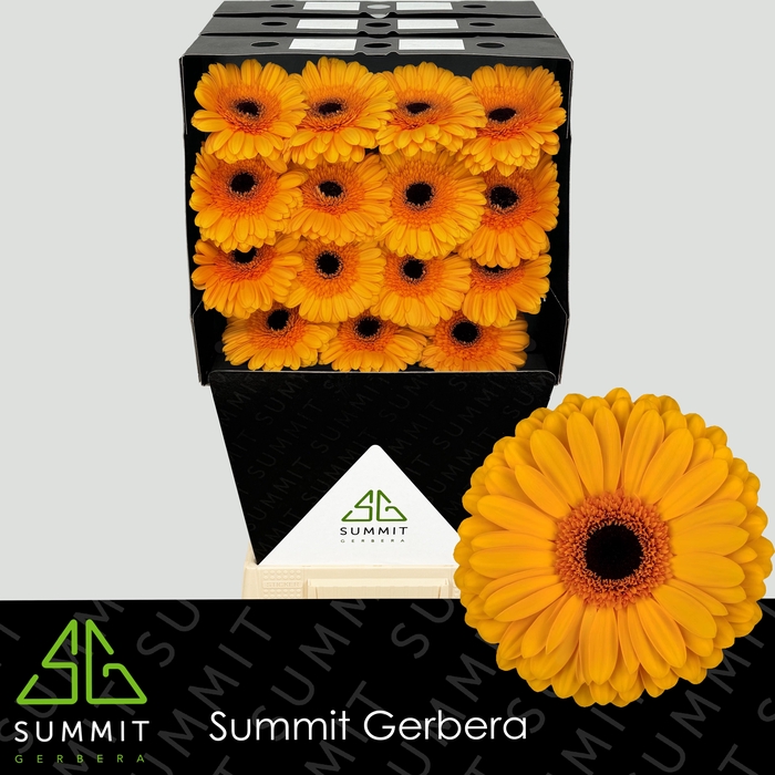 <h4>Gerbera Oaklyn Diamond</h4>
