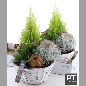 ARR TUINPLANTEN