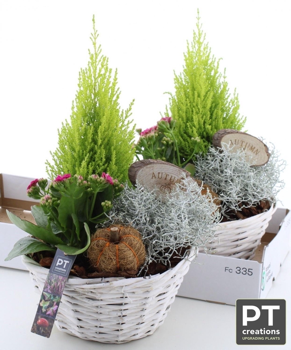 <h4>ARR TUINPLANTEN</h4>