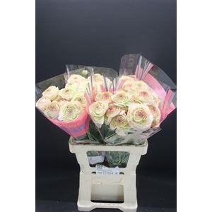 Ran Romance Orleans 70cm