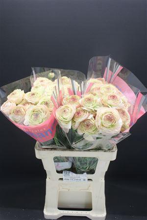 <h4>Ran Rom Orleans 60cm</h4>